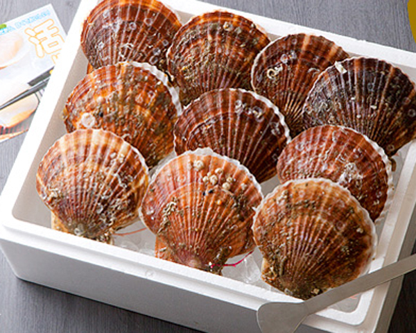 三陸産殻付活ホタテ 約2.5kg（11～17枚）帆立ナイフ・レシピ付（山内