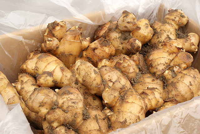 土付き大しょうが 1kg（矢野農園）｜おとりよせネット
